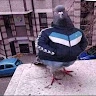 الصورة الشخصية