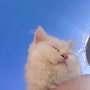 الصورة الشخصية