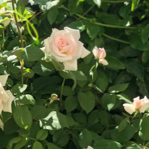 الصورة الشخصية