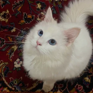 الصورة الشخصية