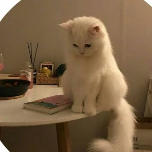 الصورة الشخصية