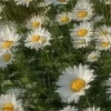 صورة صاحب مقدم العرض