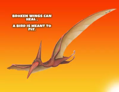 تصميم سوشيال ميديا لطائر