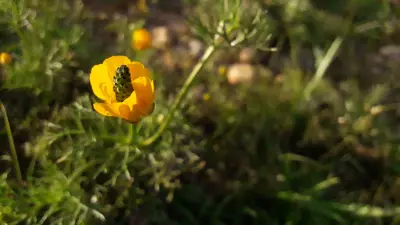 بحث عن شي على النت