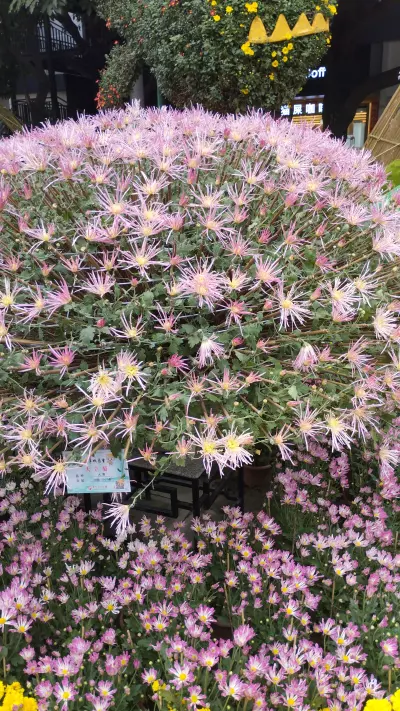 عيد الربيع في الصين