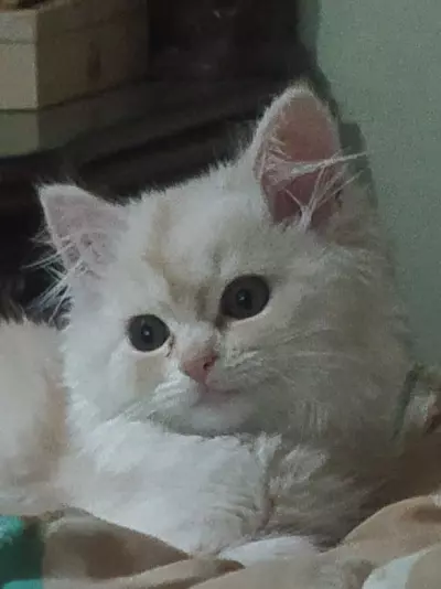 مصر الدقهليه المنصوره