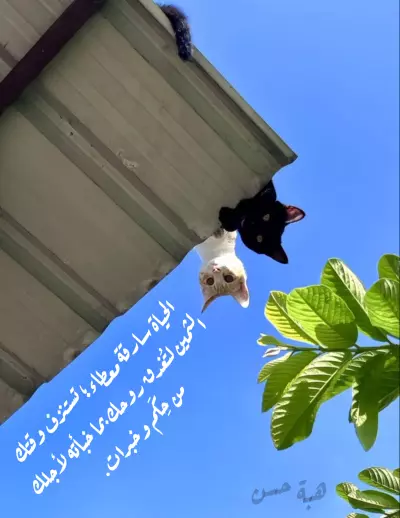 تصاميم متنوعة لاقتباسات