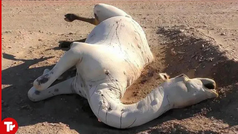 ترجمة فديو يوتيوب ثلاثة ملايين مشاهدة Don't Touch a Dead Camel in the Desert..It Will Explode