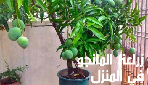 كتابة مقال عن زراعة المانجو في المنزل