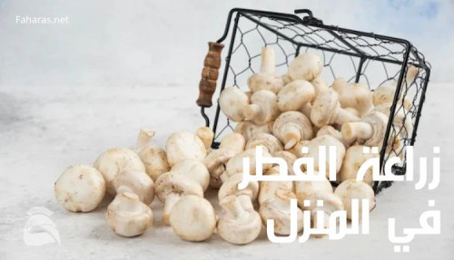 كتابة مقال عن زراعة الفطر في المنزل