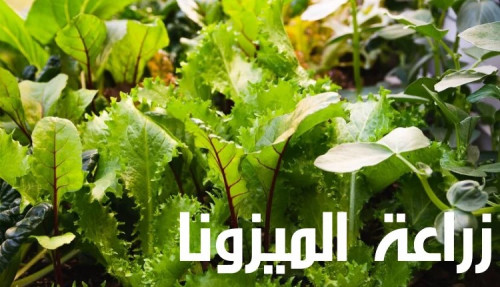 كتابة مقال عن زراعة الميزونا
