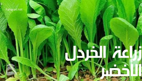 كتابة مقال عن زراعة الخردل الأخضر