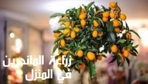 كتابة مقال عن زراعة الماندرين في المنزل