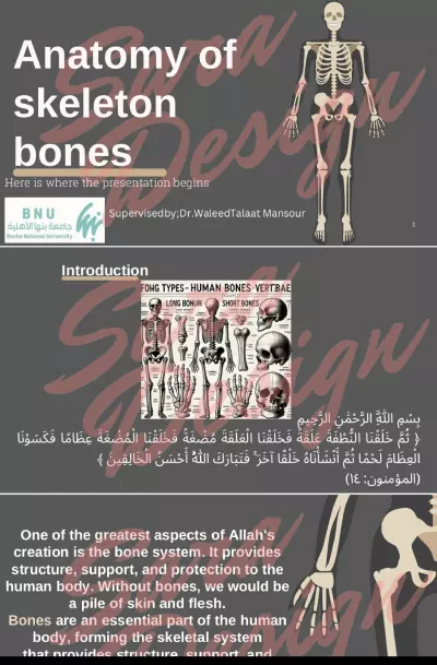 تصميم عرض تقديمي تعليمي عن تشريح عظام الهيكل العظمي