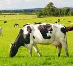 (Cattle Disease Classification using Deep Learning (CNN