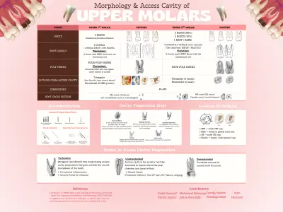 صورة العمل Morphology of Upper Molars Presentation