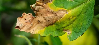 تصنيف أمراض النباتات بأستخدام الصور