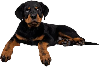 التعرف و التصنيف لصور الكلاب و القطط