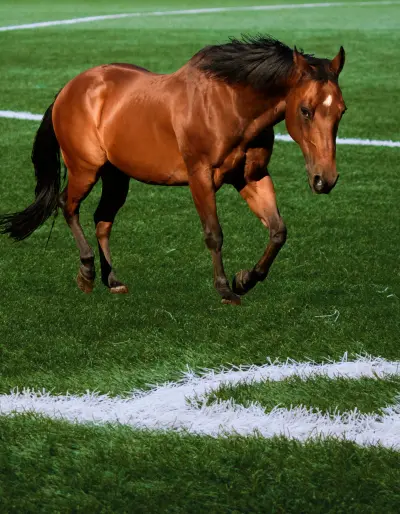 تصميم رائع عن الخيول العربية الأصيلة بكذا شكل مبهج.