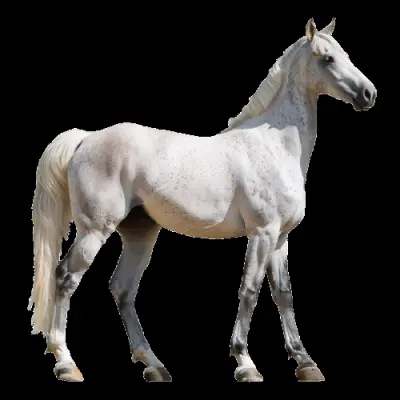 تصميم شعار مربط الخيل العربية