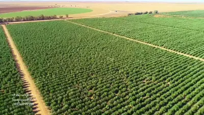 دراسة جدوي اقتصادية لمزرعة