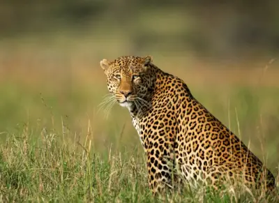 بحث شامل عن النمر مترجم من الانجليزية الي العربيه