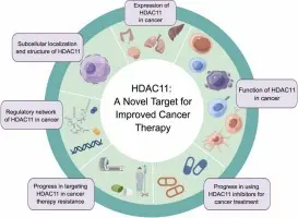 “Investigating HDAC11 as therapeutic target for cancer and immune  related diseases”