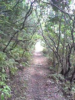 مدقق لغة عربية