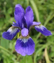 Iris Flower Classification (Logistic Regression)