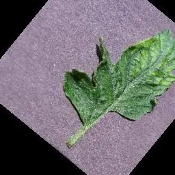 Tomatoes_leaves_disease