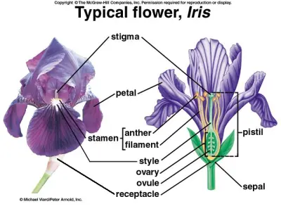 Iris Flower Classification Using Machine Learning