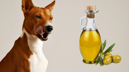 مقال عن: زيت الزيتون للكلاب