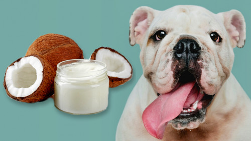 مقال عن : زيت الخروع للكلاب