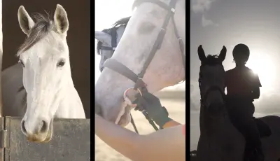 مونتاج برومو لأكاديمية أحصنة وركوب خيل