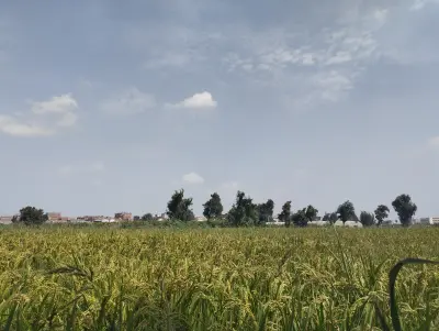 الكتابه  وتصميم الشعارات