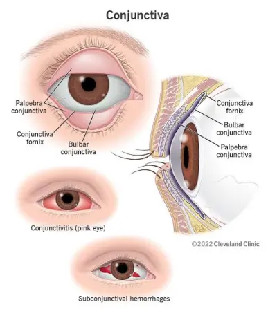 Anatomy of Conjunctiva