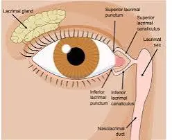 Lacrimal system