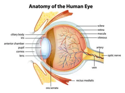 Anatomy of eye