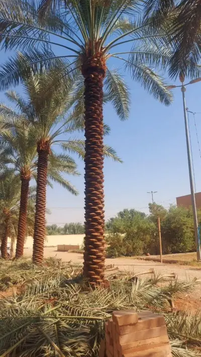 المملكة العربية السعودية