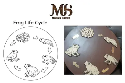 frog life cycle