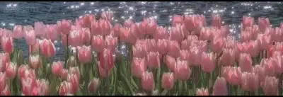 .                               .