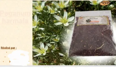 Étude sur le plante peganum harmal
