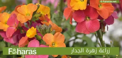 زراعة زهرة الجدار