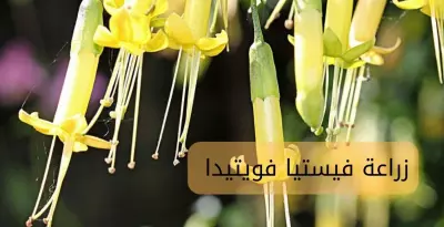 زراعة فيستيا فويتيدا