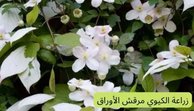 زراعة الكيوي مرقش الأورق