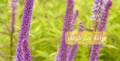 زراعة جذر كولفر