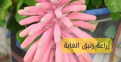 زراعة زنبق الغابة