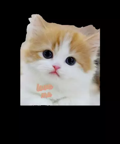 تصميم  صورة بدون خلفية