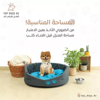 تصاميم سوشيال ميديا احترافية