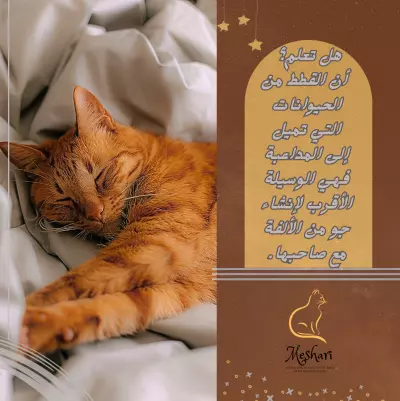 بوست انستغرام